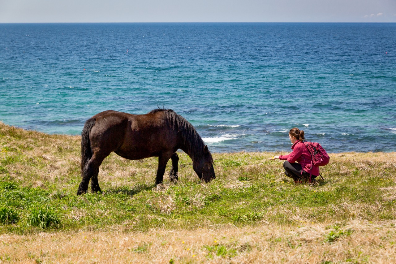 Cape Shiriyazaki and Kandachime Horse