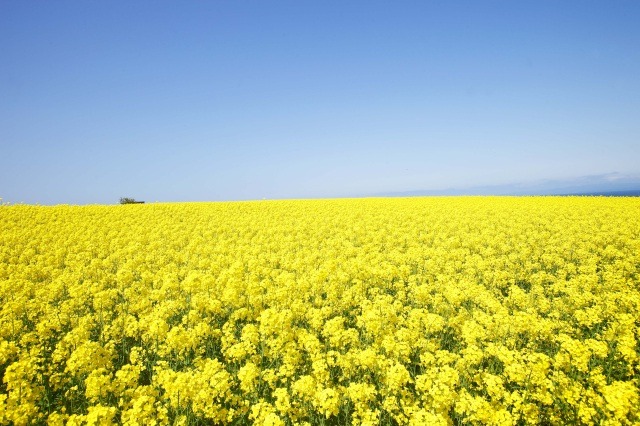 Canola-Blossom Fields in Yokohama Town