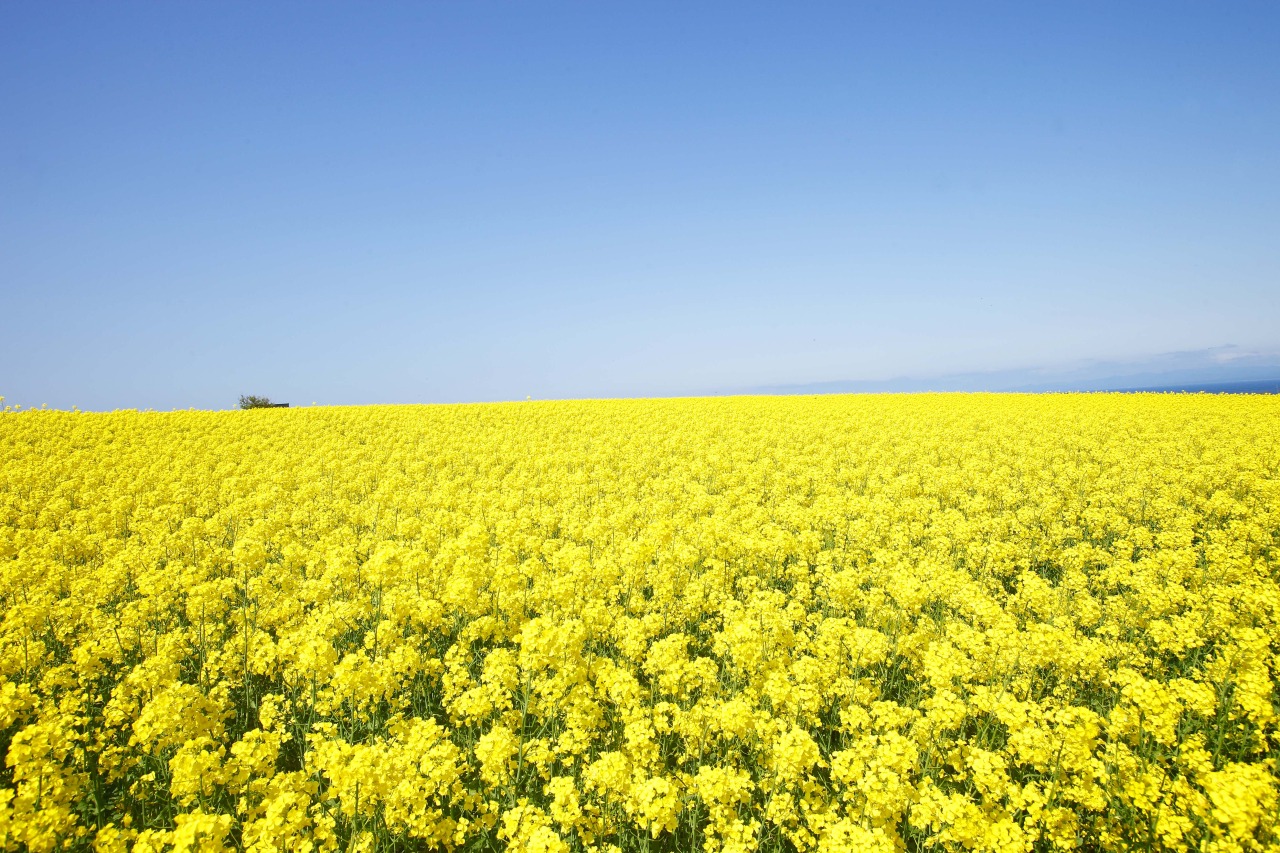 横浜町の菜の花畑