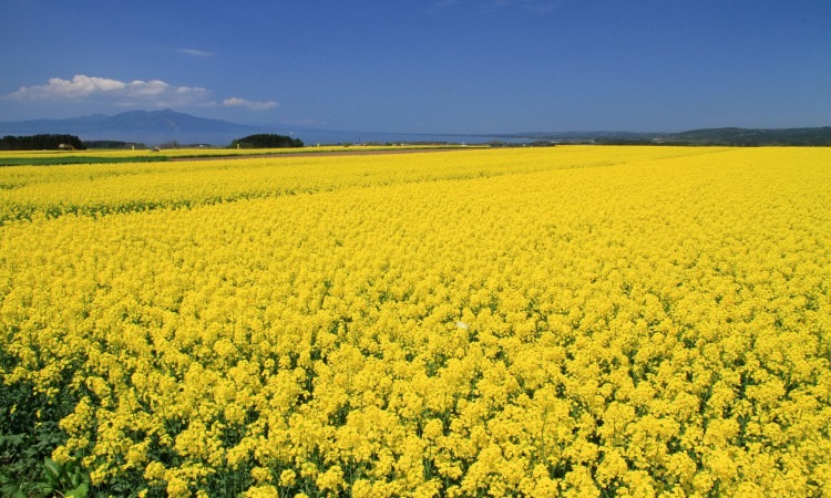 Canola Blossom Festival In Yokohama