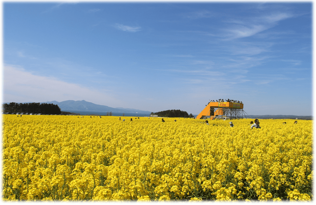 菜の花フェスティバル in よこはま