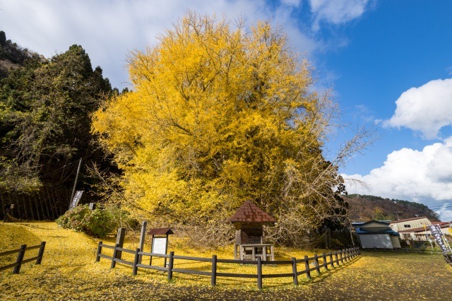 Great Gingko of Kitakanegasawa