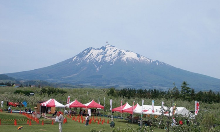 Apple Flower Festival