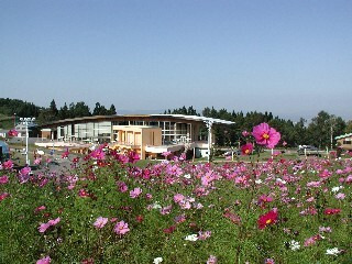 雲谷高原コスモスまつり&よさこいソーランまつり