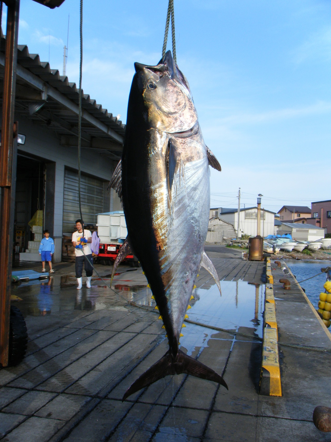 黒いダイヤを狙え!大間マグロ一本釣り体験