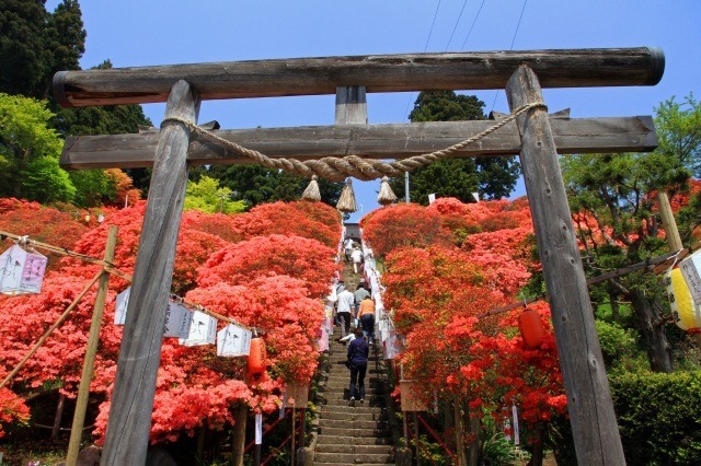 天王つつじまつり
