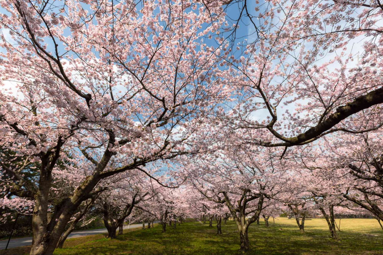 令和8年 つがる市春まつり