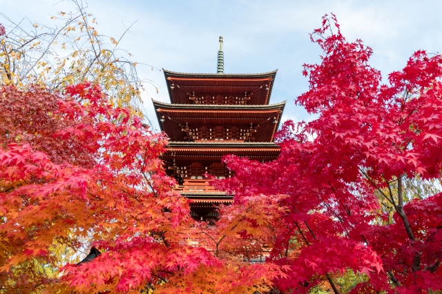 紅葉を見に行こう
