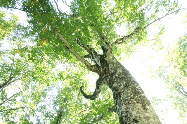 世界遺産×白神山地