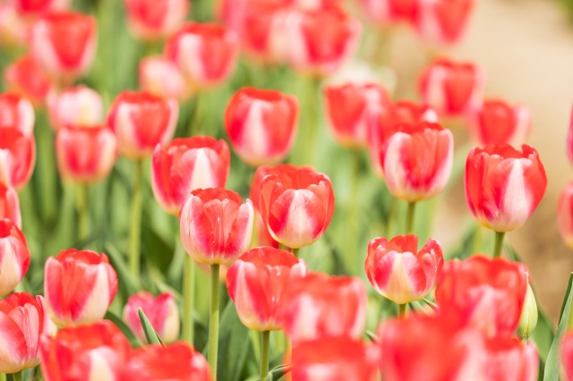 青森県 花の名所5選!チューリップ・りんごの花・ぼたん・つつじ・バラ