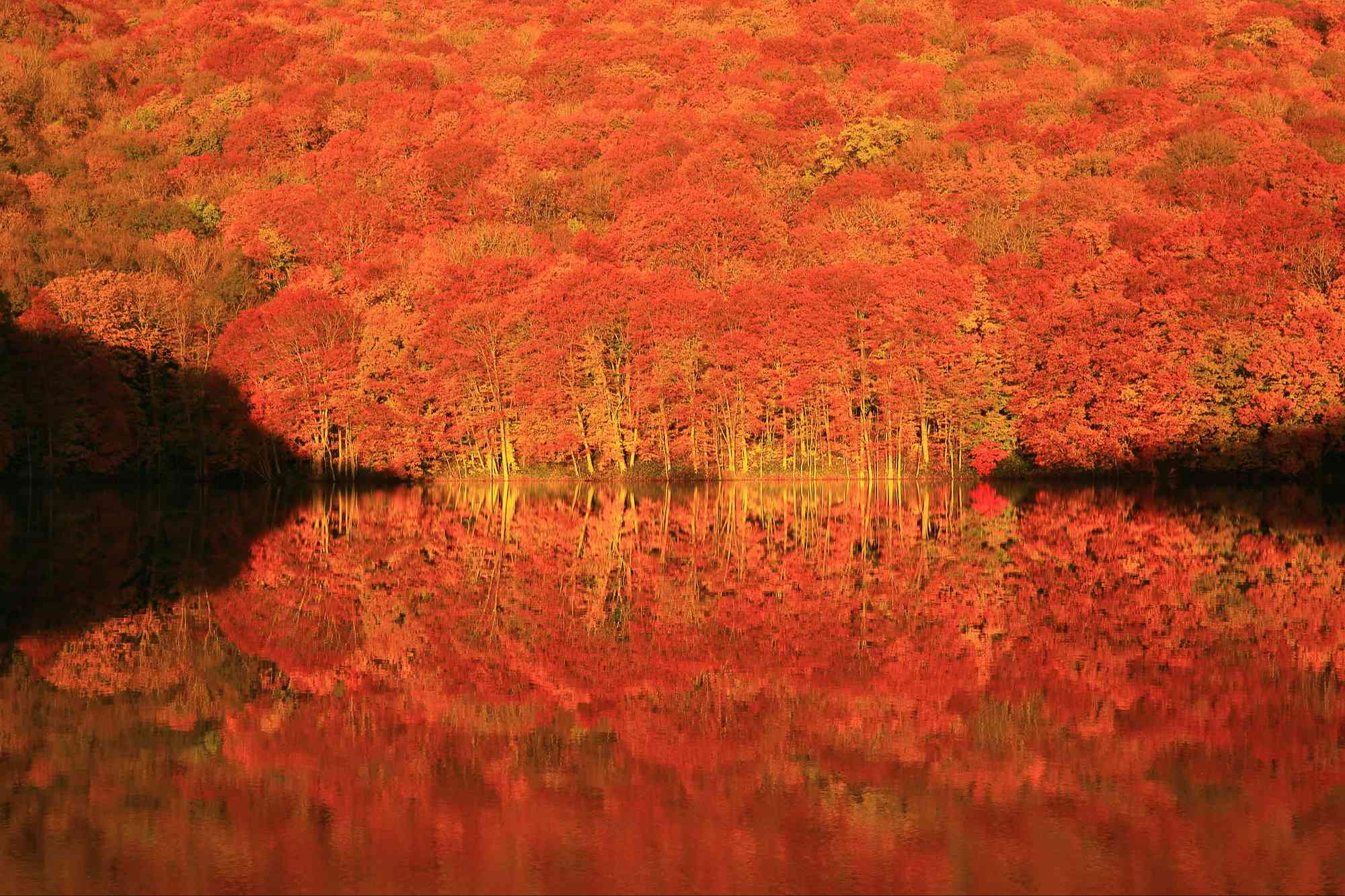 蔦沼・蔦七沼で紅葉狩り